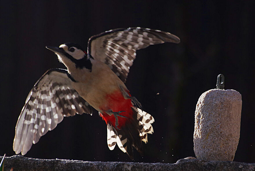 Woodpecker Taking Off