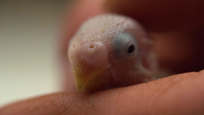 Man Finds An Abandoned Parrot Egg And Hatches It Into An Adorable Budgie