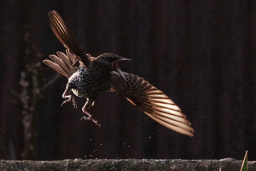 Starling About To Start A Fight