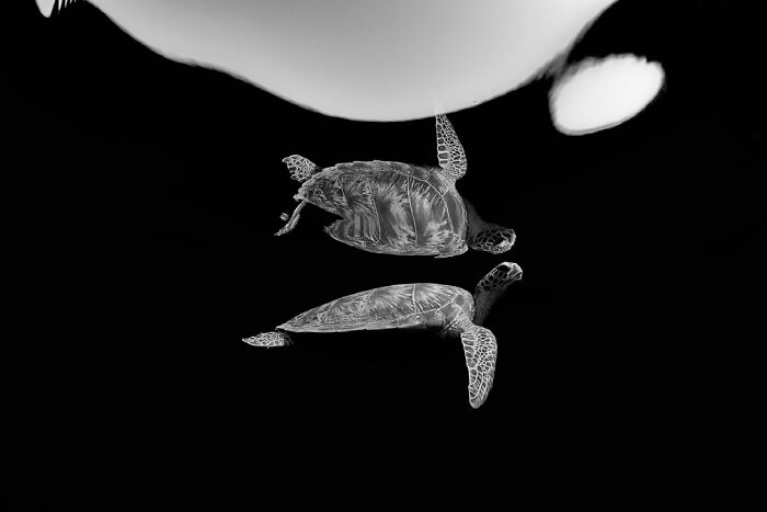 'Double Turtle' By Renata Romeo (Italy), 3rd Place In 'Black & White'