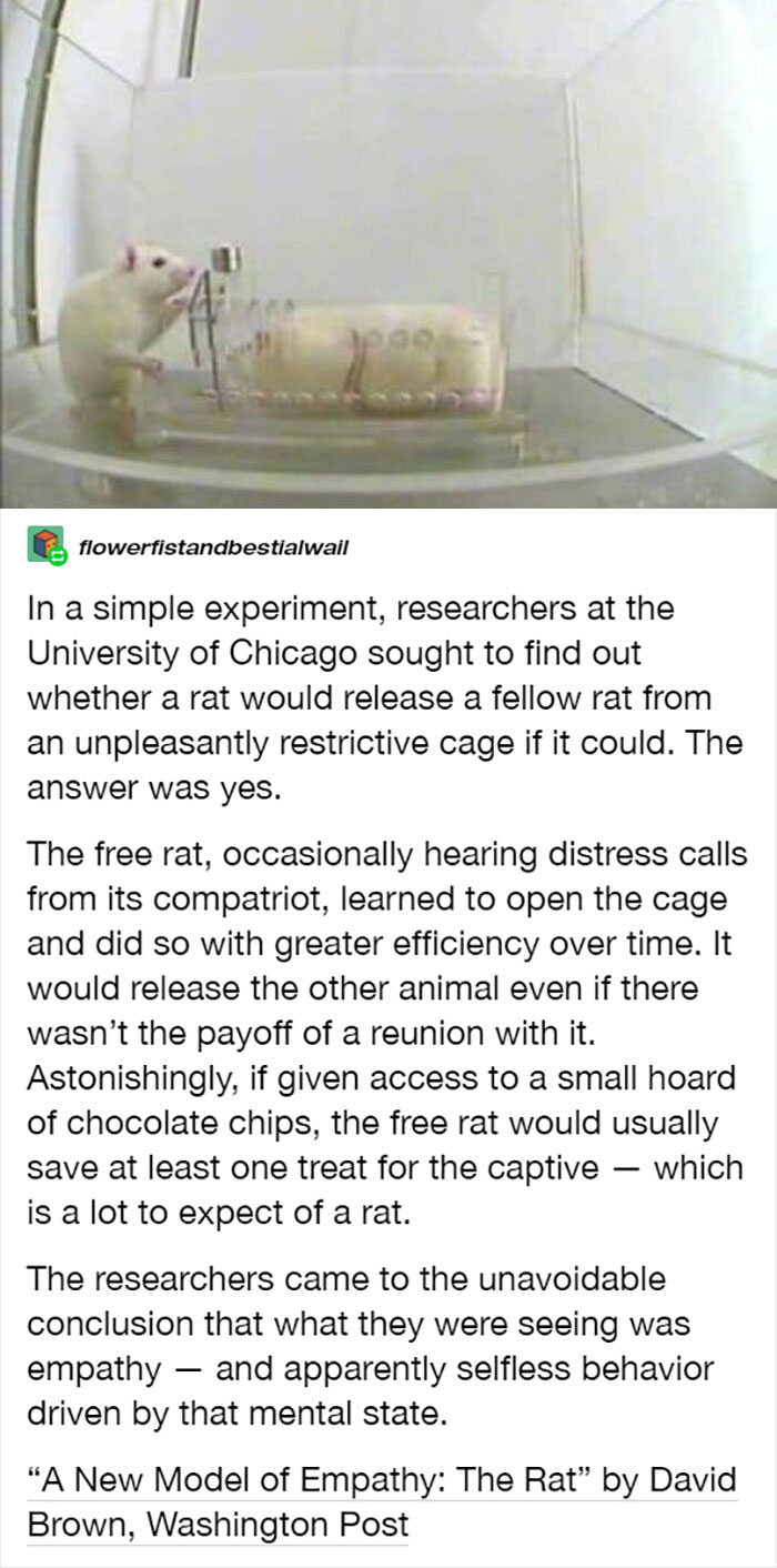 Rats Are Very Empathetic