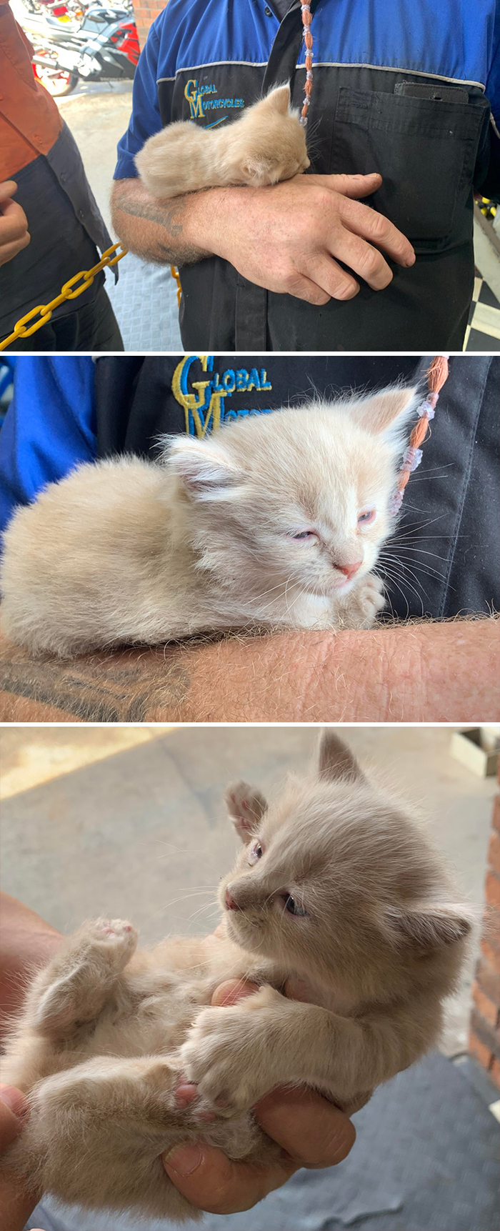 Not A Rolled In But More Of A Birth Into The Shop... Stray Left A Puddle Of Kittens Out In Our Side Yard A Year Ago. The Neighbour Took This One Home And The Boss Took Another
