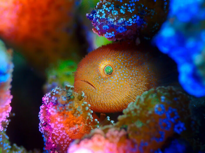 ‘Rainbow Goby’ By Manbd (Malaysia), 2nd Place In 'Compacts'