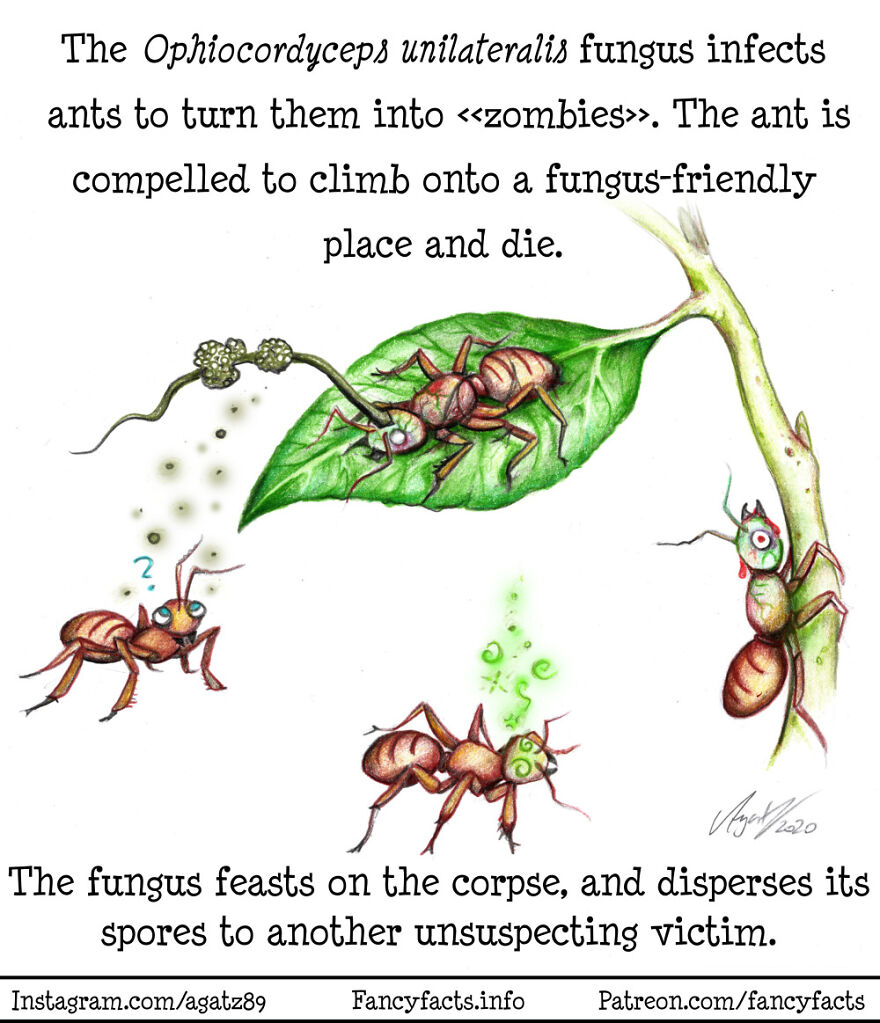 Zombie Ants