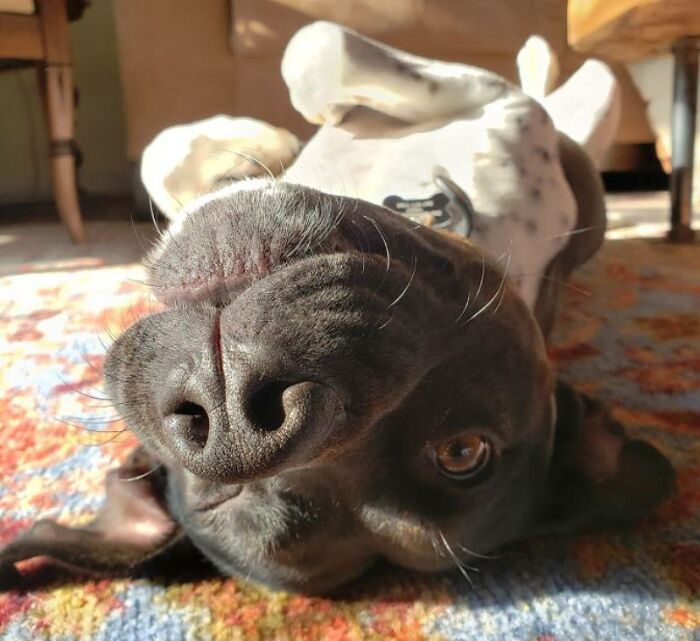 Upside-Dog