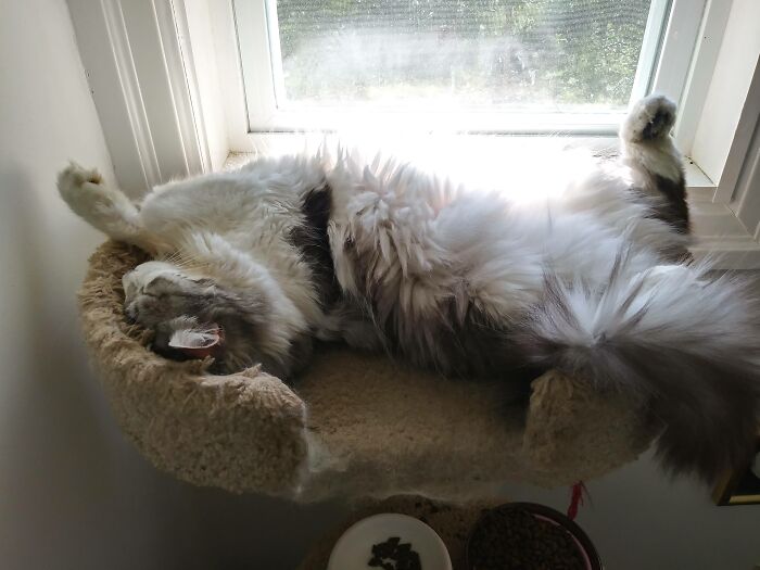 Stewie Getting Sunshine On His Tummy.