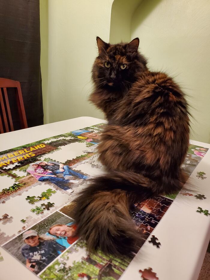 Gypsy Loves Puzzle Time
