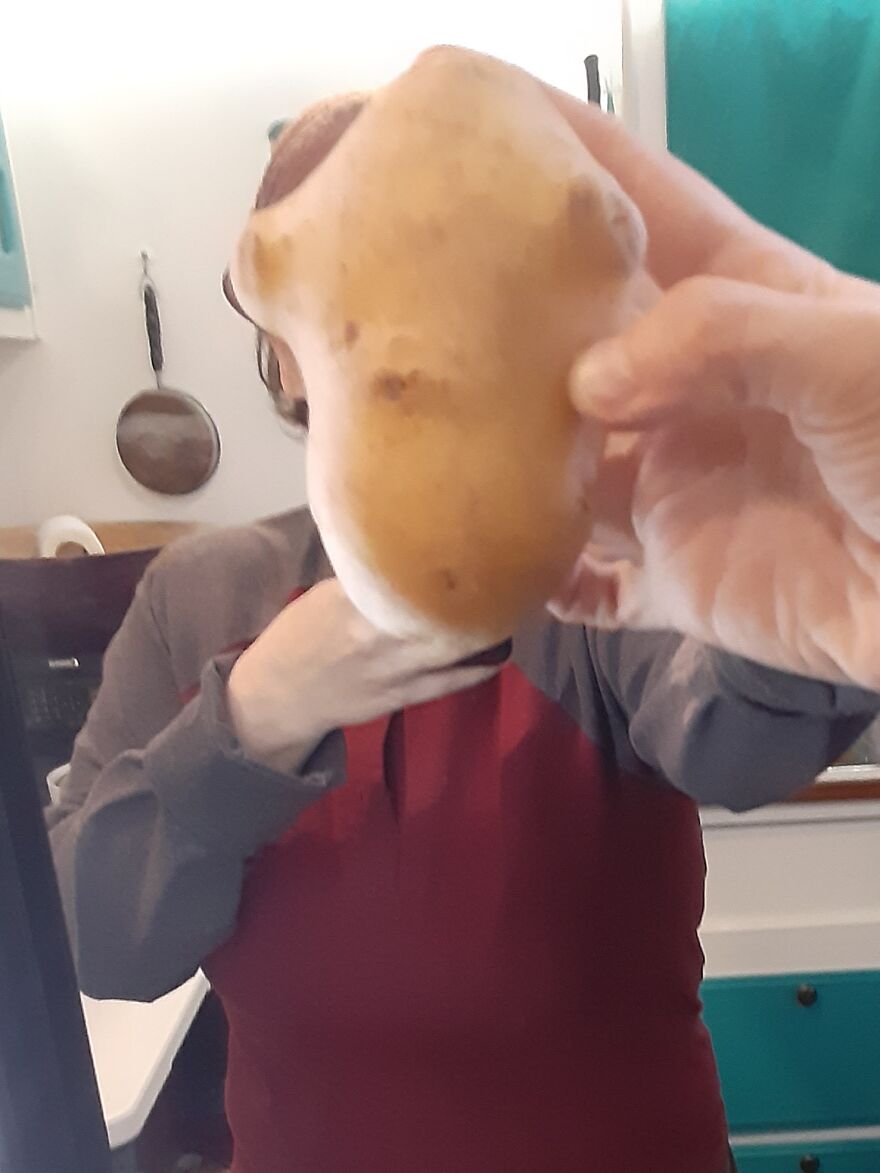 A Potato That Looks Like Admiral Ackbar (As My Head)