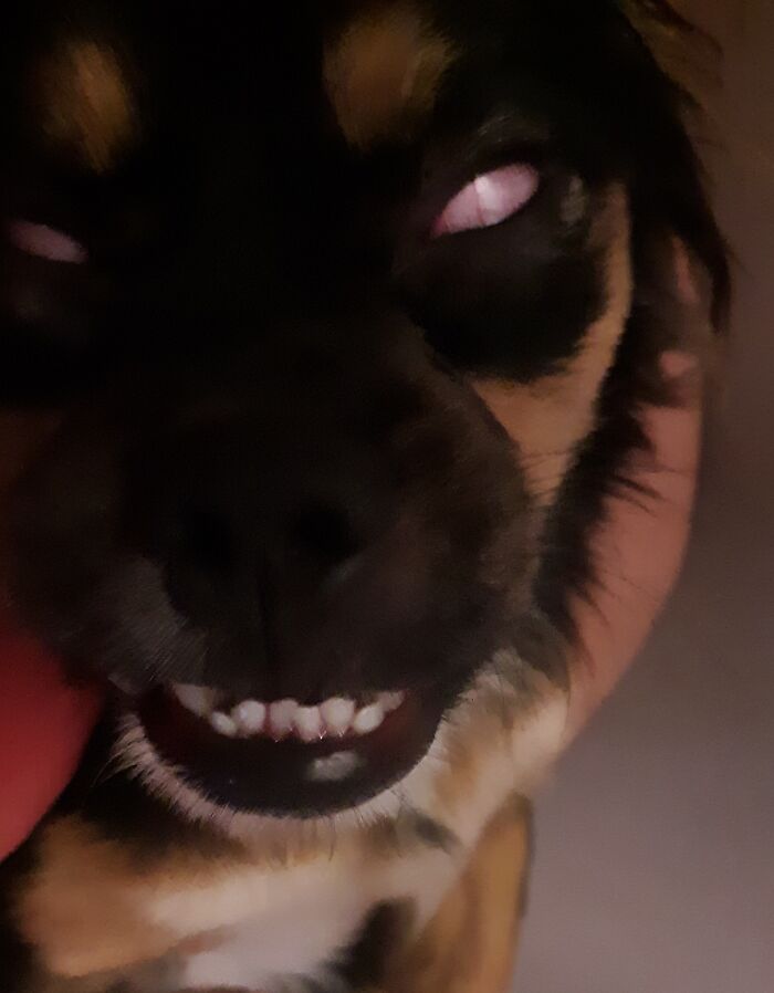 My Adorable Pup Turns Into A Not So Adorable Demon Creature When Her Eyes Roll Back In Her Sleep. (Her Jagged Teeth Really Complete The Creepy Look) Yikes!