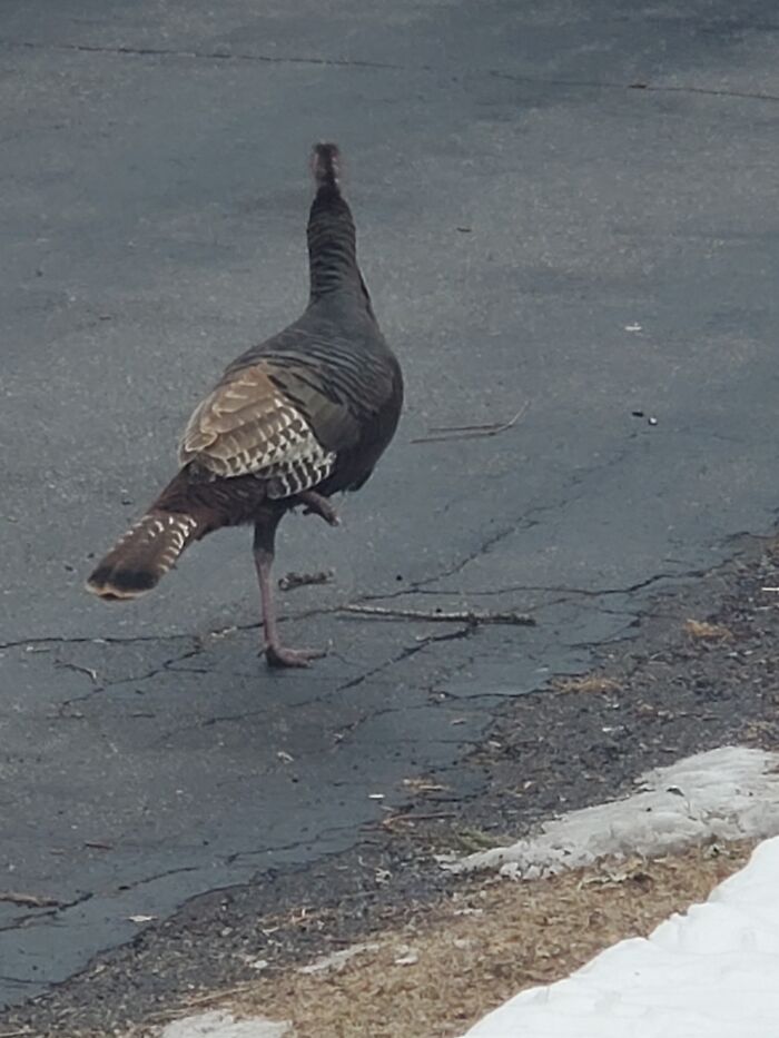 Draw This Turkey That Is Missing A Leg