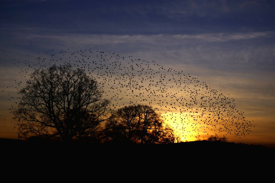 Every Evening Big Flocks Of Starlings Fly Over On Their Way To A Roost Site In The Hills. There Are Many Thousands In Total, This Is Just A Small Part Of One Flock