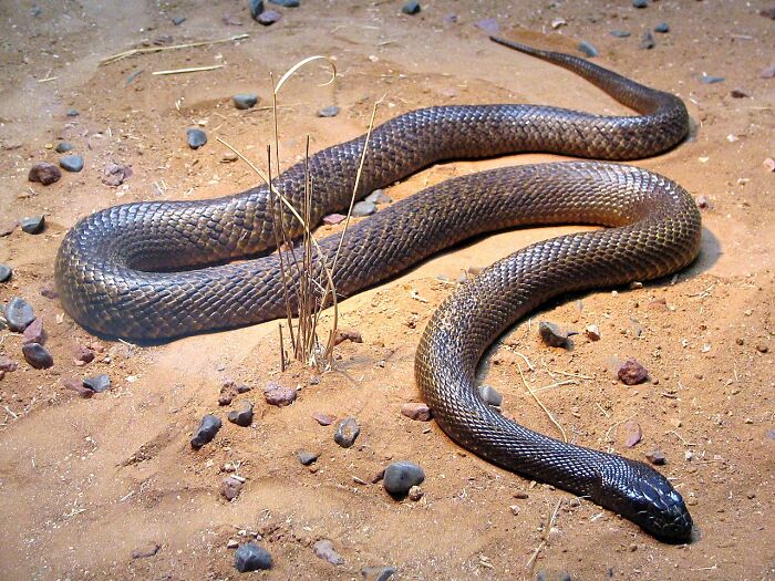 Til After A Bite From The Inland Taipan, Your Muscles Start To Dissolve Into Your Blood. A Typical Cause Of Death Is Then Kidney Failure Because They Can Not Handle Processing All The Dissolved Muscle Tissue