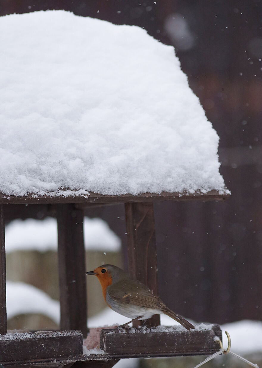Robin Sheltering From The Snow