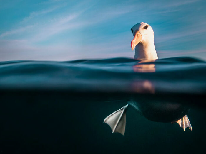 ‘Resplendence - Black Browed Albatross' By Danny Lee , Tasmania (Australia), 3rd Place In 'Up & Coming'