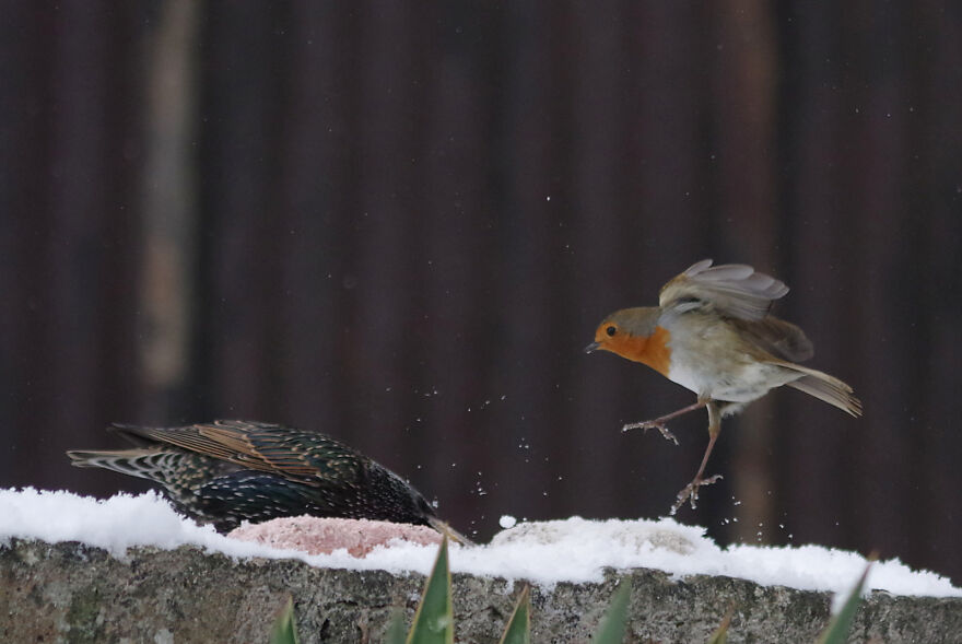 Karate Robin And A Starling
