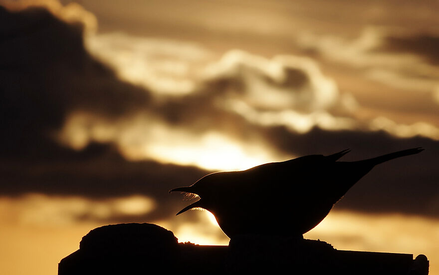 Blackbird At Sunset. The "Whiskers" Visible Around Its Mouth Are Called Rictal Bristles