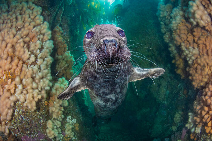 ‘Grey Seal Gully’ By Kirsty Andrews (United Kingdom), 3rd Place In 'British Waters Wide Angle'