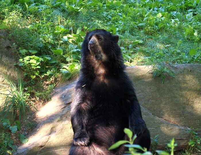 Til Of Canadian Conservation Officer Bryce Casavant, Dispatched To Kill A Female Black Bear Found Eating From A Freezer In A Mobile Home Park. He Complied With The Order To Kill The Mother Bear But Got Fired For Refusing To Kill Her 2 Cubs. He Finally Won A Legal Battle To Vindicate His Decision
