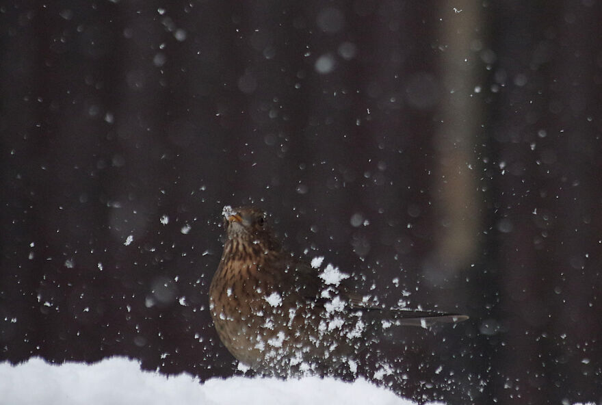 Blackbird In The Snow. Blackbirds Tend To Be Messy Eaters, Especially When The Food Is Covered In Snow
