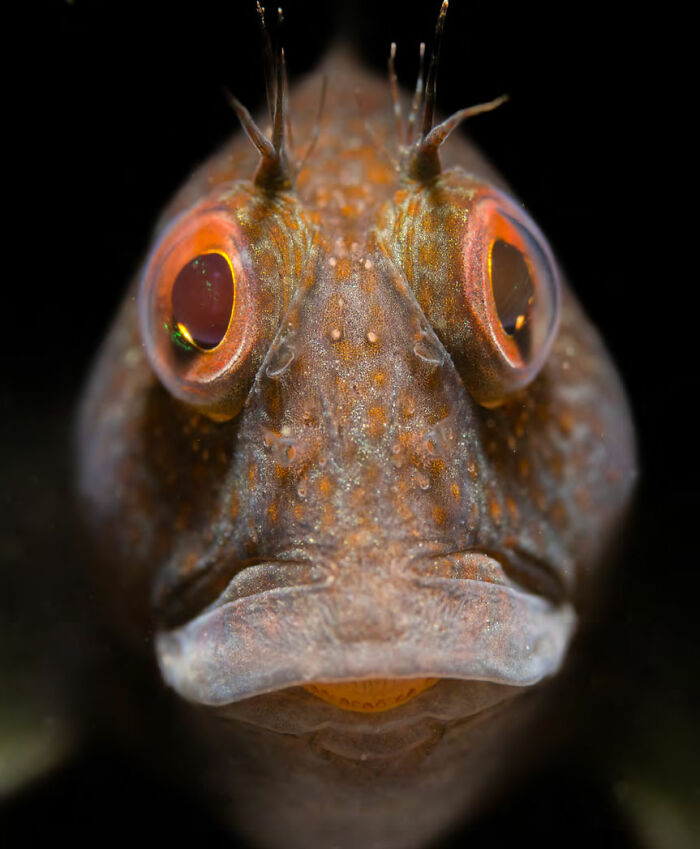 ‘Portrait Of A Variable Blenny’ By Malcolm Nimmo (United Kingdom), 1st Place In 'British Waters Macro'