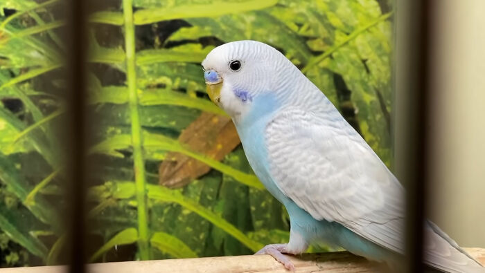 Man Finds An Abandoned Parrot Egg And Hatches It Into An Adorable Budgie