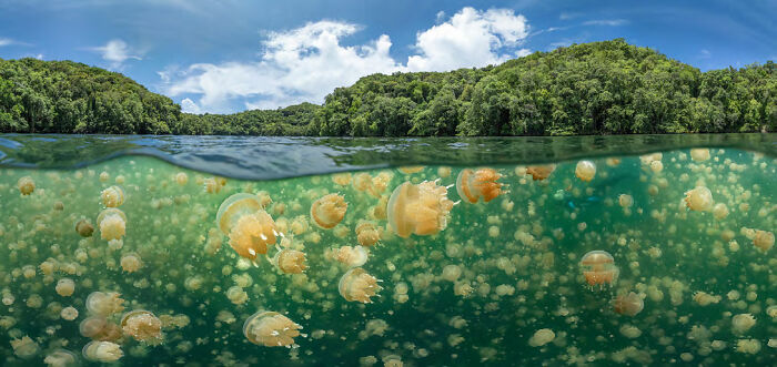 ‘Jellyfish Galore’ By Oleg Gaponyuk (Russian Federation), 3rd Place In 'Wide Angle'