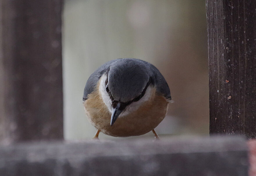 Nuthatch On The Bird Table