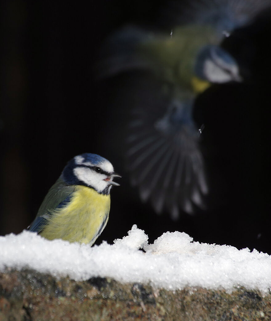 Blue Tits In The Snow