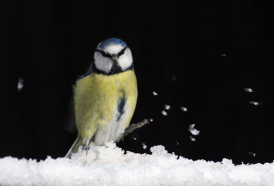 Blue Tit Playing In The Snow