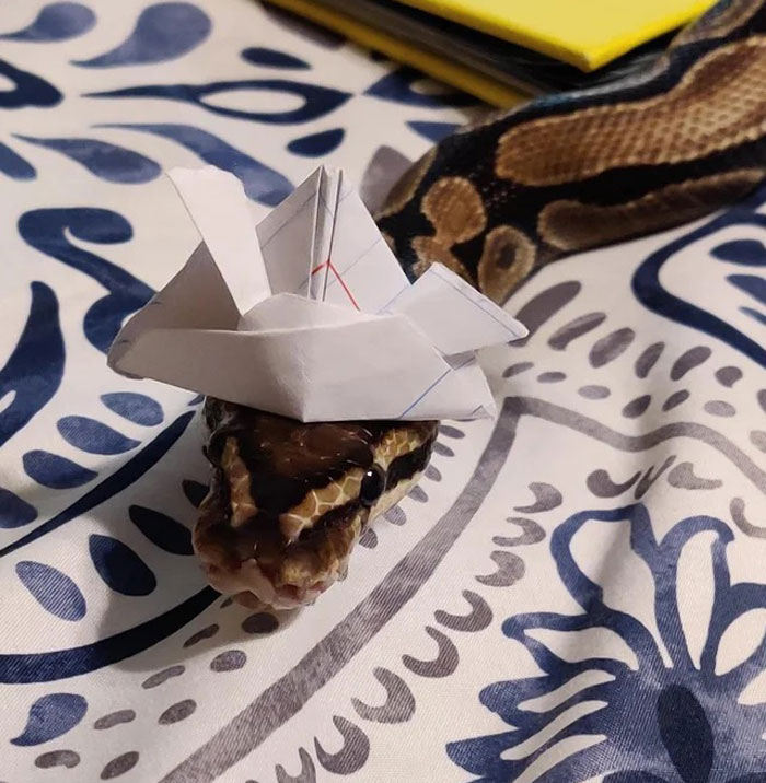  "I Was Bored So, Inspired By This Sub, I Made A Samurai Helmet For Our Girl"