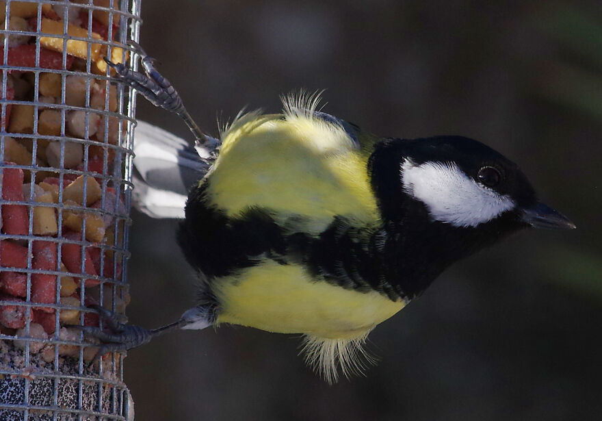 Great Tit On A Windy Day
