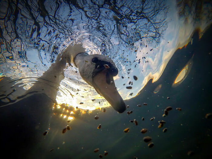 ‘Sunrise Mute Swan Feeding Underwater' By Ian Wade (United Kingdom), 1st Place In 'British Waters Compacts'