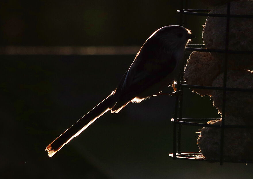 Long-Tailed Tit At Sunset