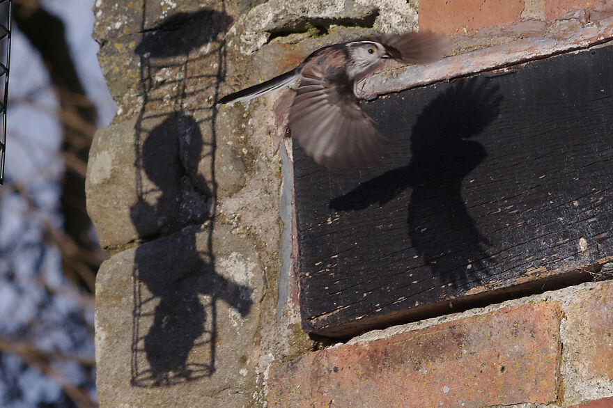 Me And My Shadow. A Long-Tailed Tit Making A Sharp Exit As A Starling Lands On The Feeder