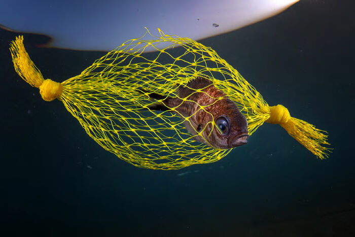 ‘The Yellow Candy’ By Pasquale Vassallo (Italy), 2nd Place In 'Marine Conservation'