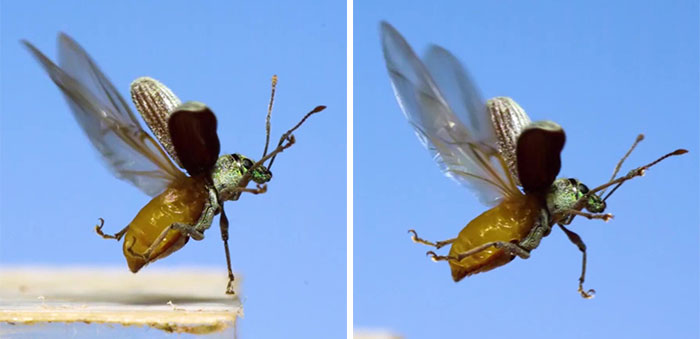 Here’s What These 11 Insect Species Look Like Flying In Slow Motion And Some Of Them Look Hilariously Derpy