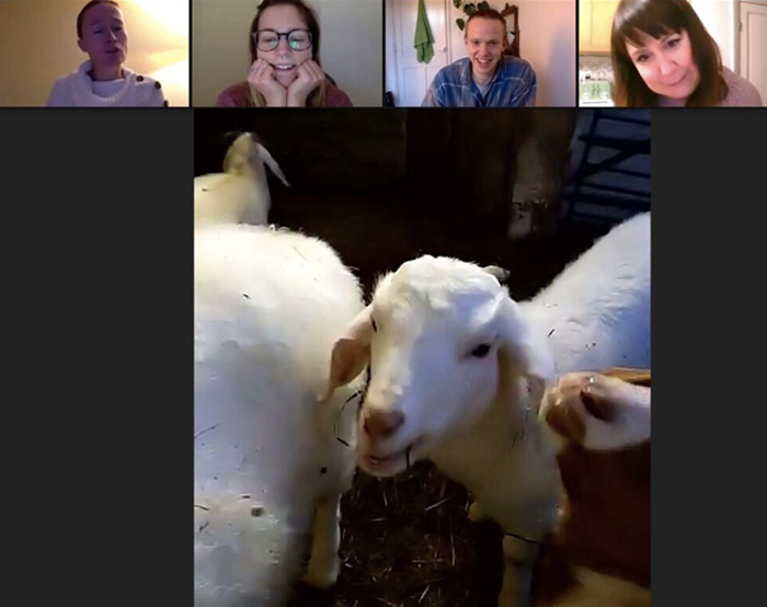 Farm Rents Their Goats For Zoom Conference Calls For $7/5 mins, Raises $68k