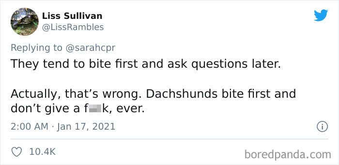 Funny-Informative-Dachshunds-Tweets