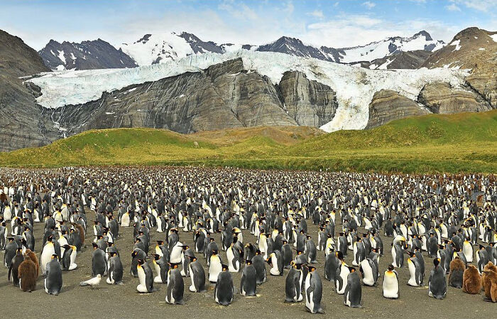 Este fotógrafo de fauna retrató a un pingüino amarillo, algo "nunca visto", ya que solo se da 1 caso entre cada 146000