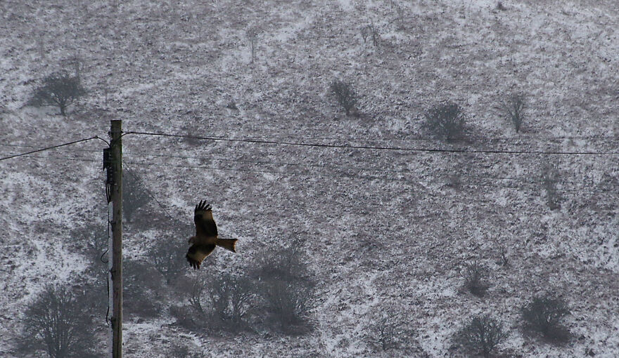 Red Kite Hunting In The Snow. We Are On The Edge Of The Berwyn Mountains In Wales And Often Get Visits From Red Kites