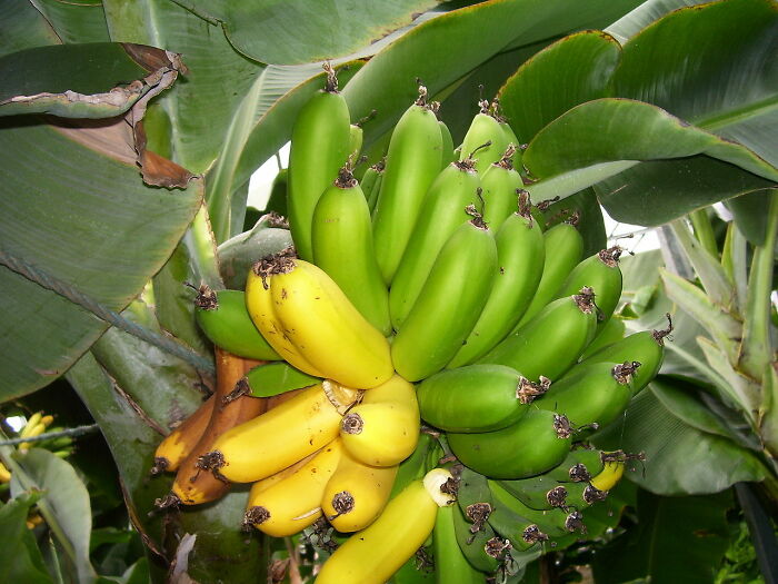 Til That Iceland Has Largest Banana Plantation In Europe. They Use Geothermal Energy To Heat Greenhouses, Allowing For The Production Of Tropical Fruits Like Bananas