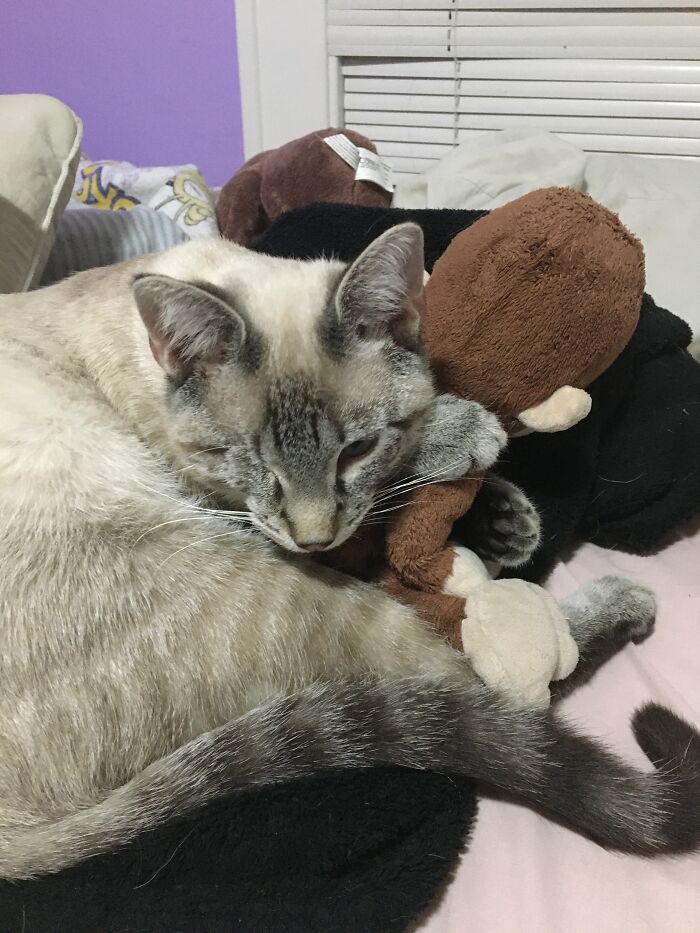He Likes To Sleep With Stuffed Animals
