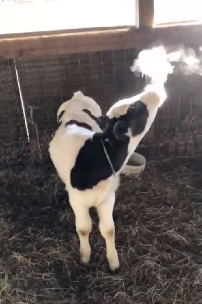 Cow Experimenting With Condensation