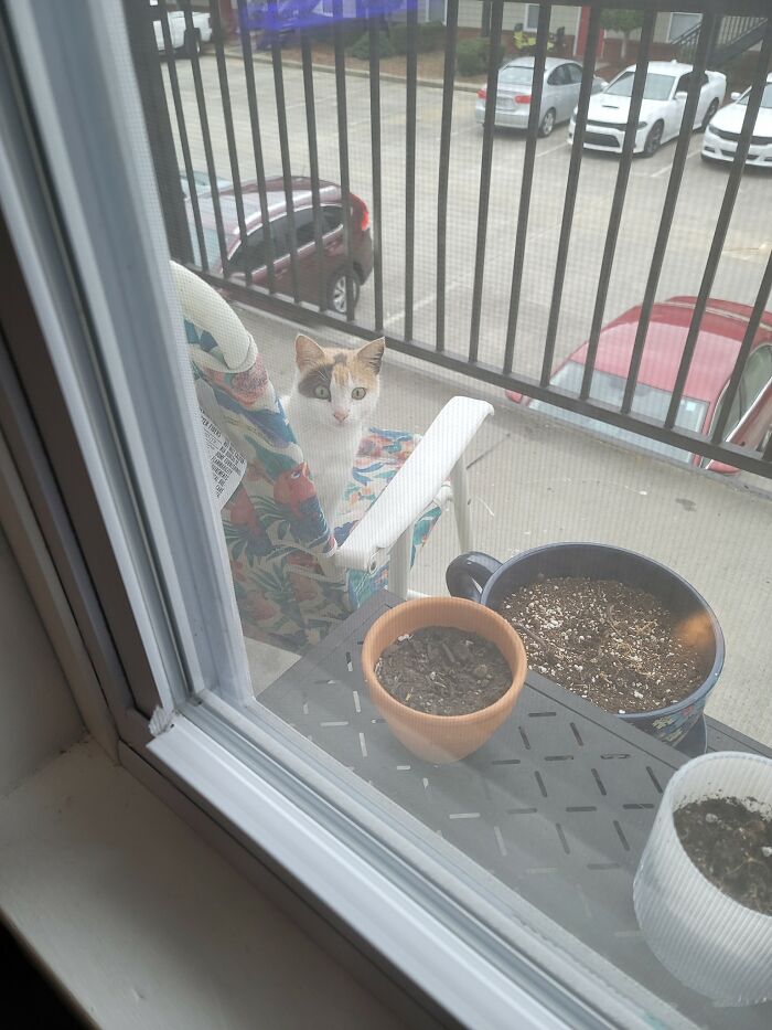 Looked Out My Window To See If I Had A Package.... That's Not My Cat