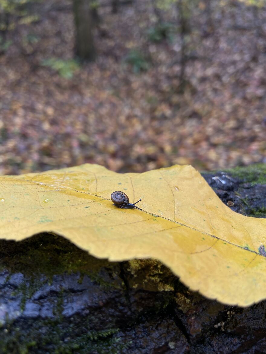 Another Cute Snail