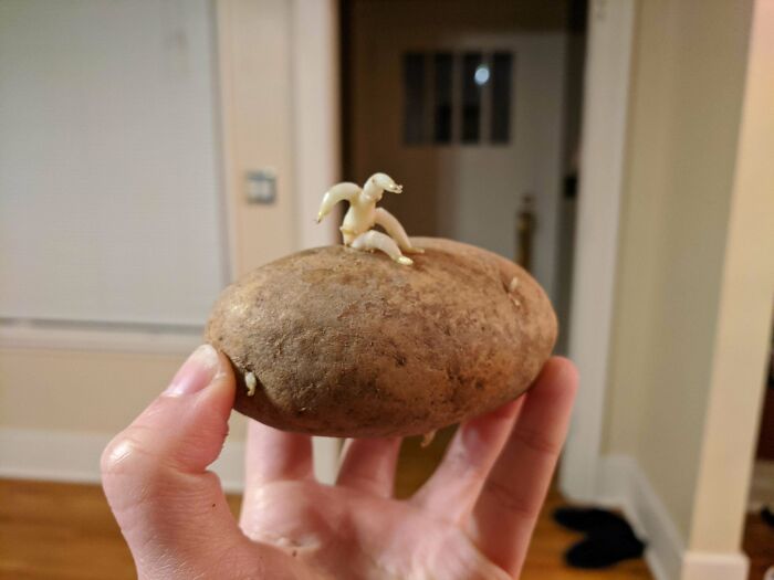 Mi patata parece que intenta escapar de sí misma