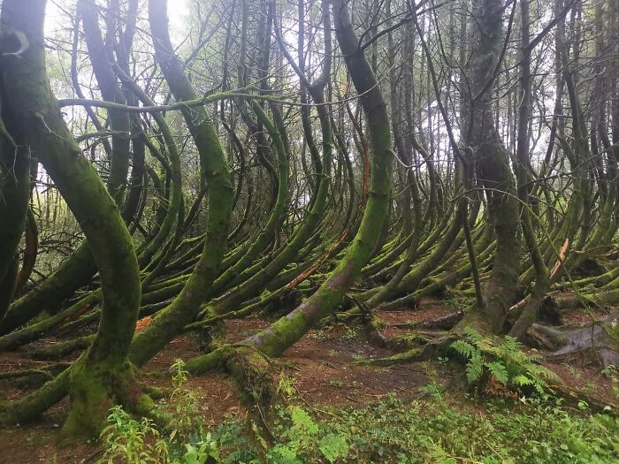These Bendy Trees I Saw On My Walk This Afternoon