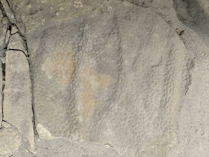 Dinosaur Skin Imprint