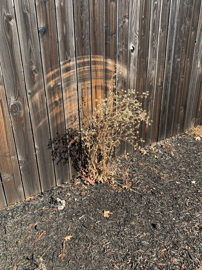 This Dried Plant That’s Been Wearing Away At This Fence In An Arc Pattern As The Wind Blows