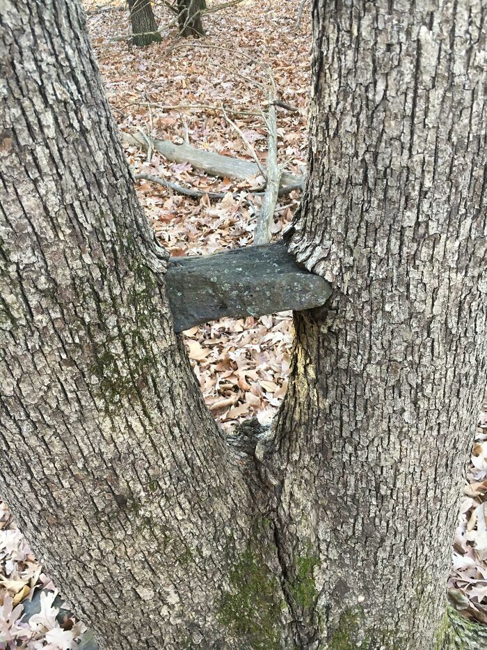 This Rock My Sisters And I Put Between These Tree Limbs 10-Ish Years Ago